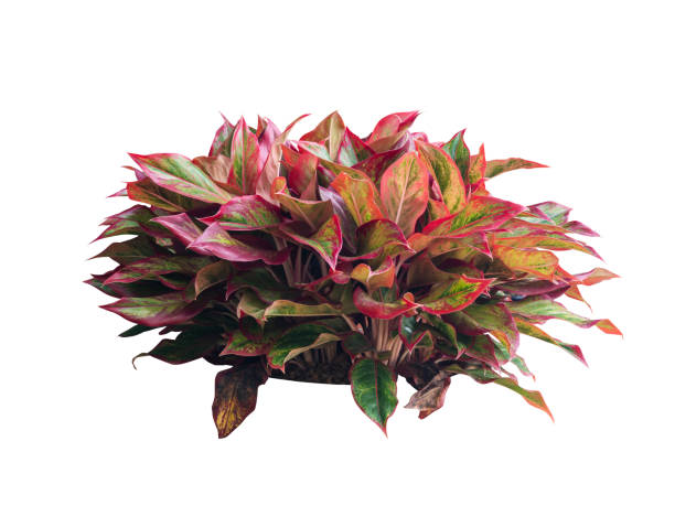 istock tropical plant bush tree isolated include clipping path on white background 1183899615