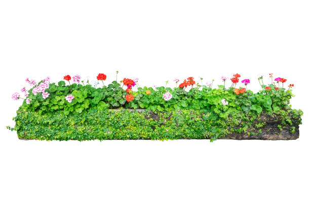 istock flower plant bush tree isolated include clipping path on white background 1183899724