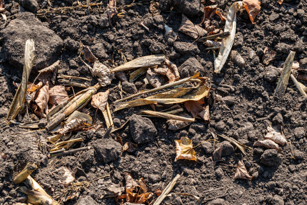 istock Cultivated soil on field 1183899808