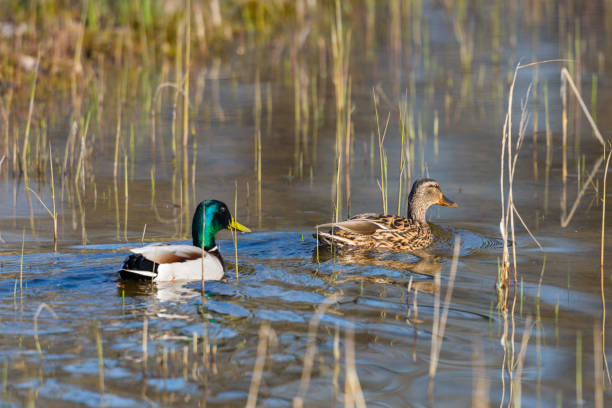 istock mallard ducks (anas platyrhynchos) swimming through reed stalks 1183899811