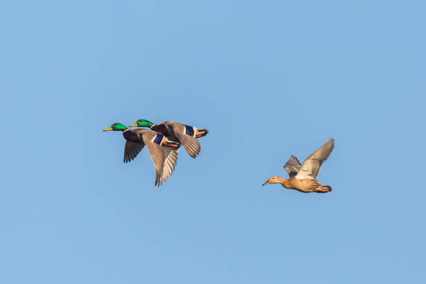istock three mallard ducks (anas platyrhynchos) in flight in blue sky 1183899878