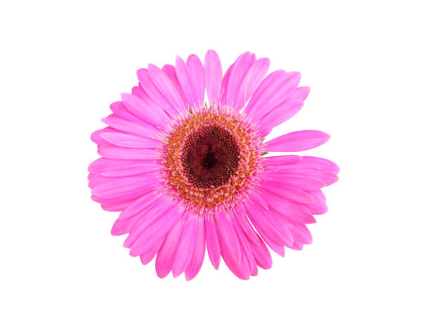 istock color pink flower isolated include clipping path on white background 1183899997