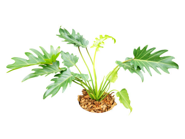 istock tropical green plant bush tree  isolated with clipping path on white background 1183900194