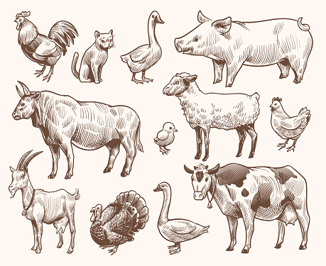 Sketch farm animals. Pig and cat, bull and cow, rooster and chicken, goat and ram, goose and turkey. Hand drawn engraving vector etching isolated natural farming set