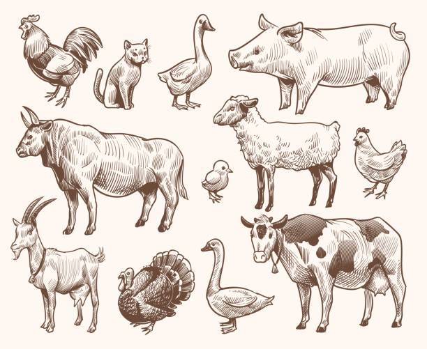 Sketch farm animals. Pig and cat, bull and cow, rooster and chicken, goat and ram, goose and turkey. Hand drawn engraving vector set Sketch farm animals. Pig and cat, bull and cow, rooster and chicken, goat and ram, goose and turkey. Hand drawn engraving vector etching isolated natural farming set cow drawings stock illustrations