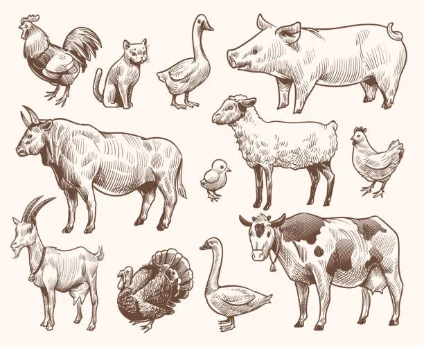 Vector illustration of Sketch farm animals. Pig and cat, bull and cow, rooster and chicken, goat and ram, goose and turkey. Hand drawn engraving vector set