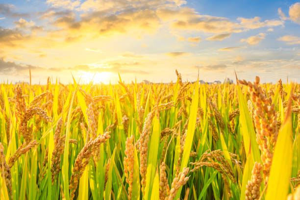 istock Ripe rice and beautiful sky at sunset 1183901031