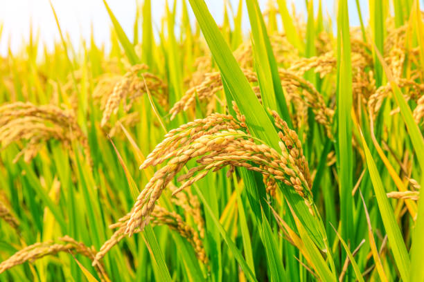 istock Ripe rice and green leaves at sunrise 1183901035