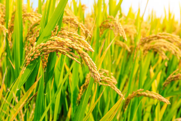 istock Ripe rice and green leaves at sunrise 1183901047