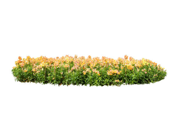 istock flower plant bush tree isolated include clipping path on white background 1183901078