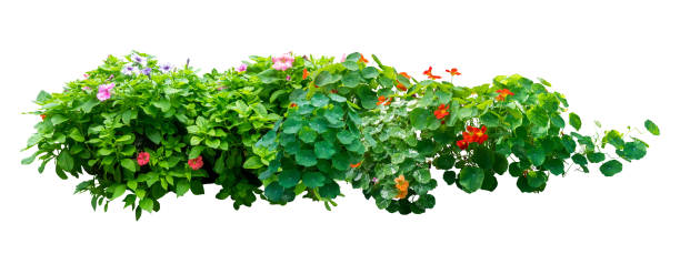 istock flower plant bush tree isolated include clipping path on white background 1183901079