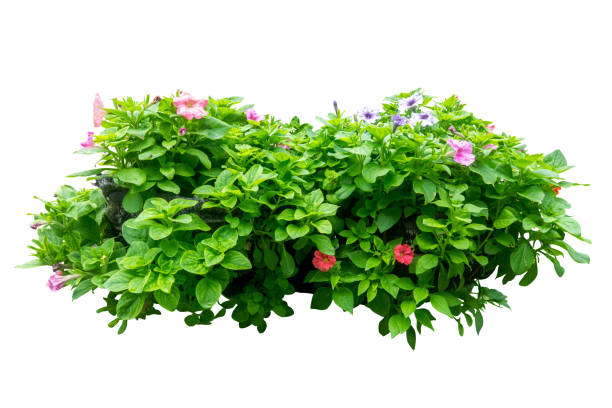 istock flower plant bush tree isolated include clipping path on white background 1183901099