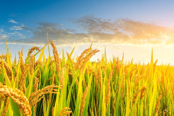 istock Ripe rice and beautiful sky at sunset 1183901110