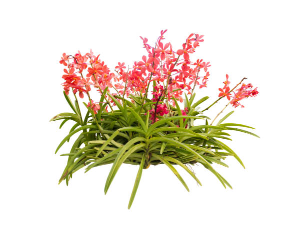 istock orchid flower plant bush tree isolated include clipping path on white background 1183901162