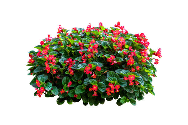 istock flower plant bush tree isolated include clipping path on white background 1183901190