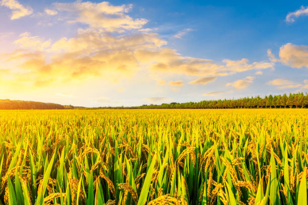 istock Yellow paddy field and beautiful sky at sunset 1183901378