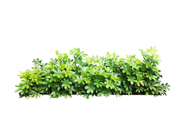 istock tropical plant bush tree isolated include clipping path on white background 1183901388