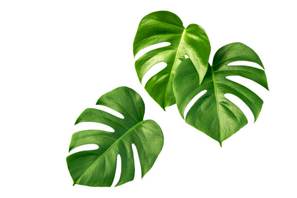 istock Green Monstera Leaves aka Swiss Cheese Plant isolated include clipping path on white background 1183901414