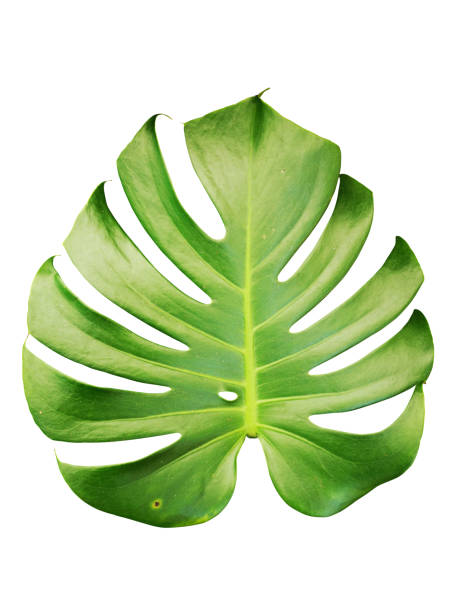 istock Green Monstera Leaves aka Swiss Cheese Plant isolated include clipping path on white background 1183901439