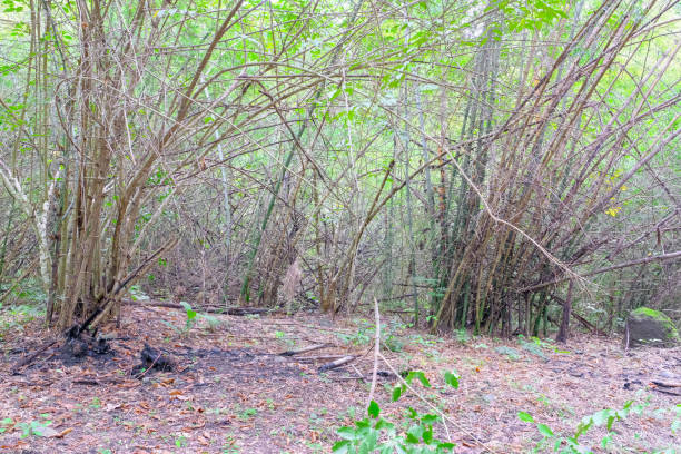 istock Natural bamboo forest in Thailand 1183902534