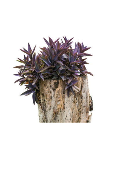 istock Tropical plant isolated include clipping path on white background 1183902680