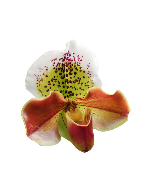 istock orchid single flower plant isolated in clude clipping path on white background 1183902746