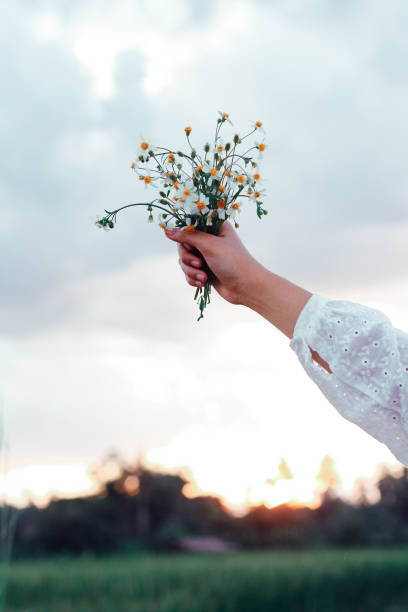istock Hand holding  grass flower in the meadow. 1183902820