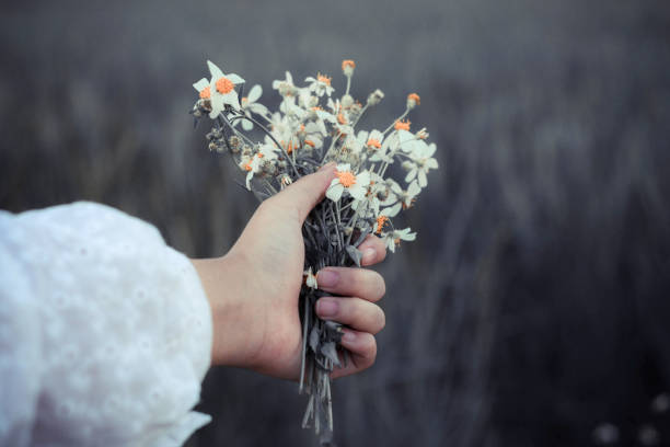 Hand holding  grass flower in the meadow.