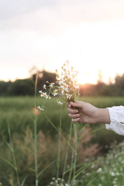 istock Hand holding  grass flower in the meadow. 1183902850