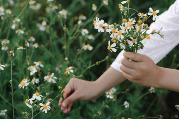 istock Hand holding  grass flower in the meadow. 1183902868
