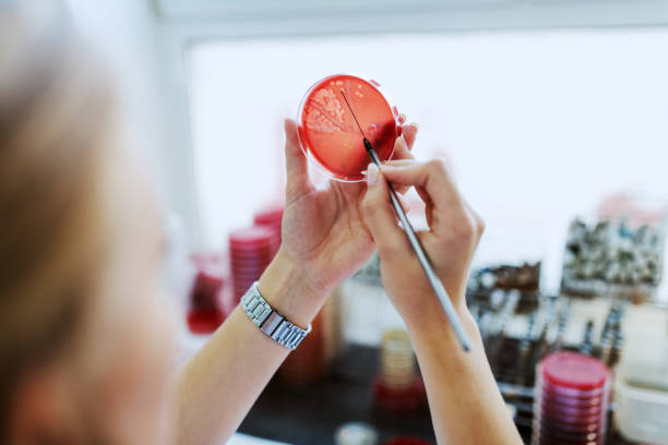 Rear view of caucasian lab assistant seeding bacteria on petri dish while standing in laboratory. Rear view of caucasian lab assistant seeding bacteria on petri dish while standing in laboratory. bacterial mat stock pictures, royalty-free photos & images