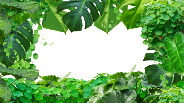 istock tropical green leaves plant frame isolated on white background 1183903311