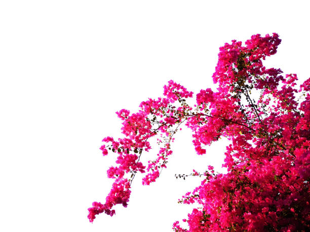 istock flower plant bush tree isolated include clipping path on white background 1183903355