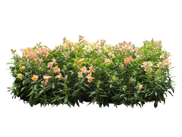 istock flower plant bush tree isolated include clipping path on white background 1183904214