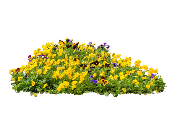 istock flower plant bush tree isolated include clipping path on white background 1183904233