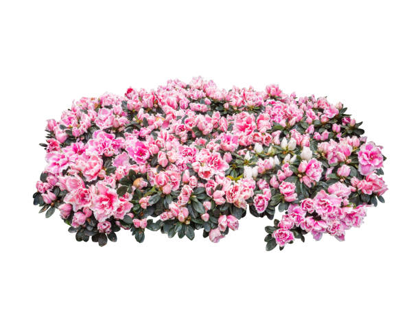 istock flower plant bush tree isolated include clipping path on white background 1183904312