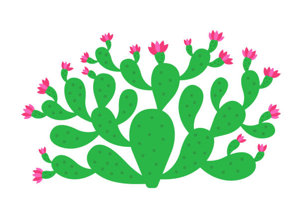 illustrazioni stock, clip art, cartoni animati e icone di tendenza di pianta di cactus opuntia. arbusto di fiori di fico d'india. - prickly pear fruit
