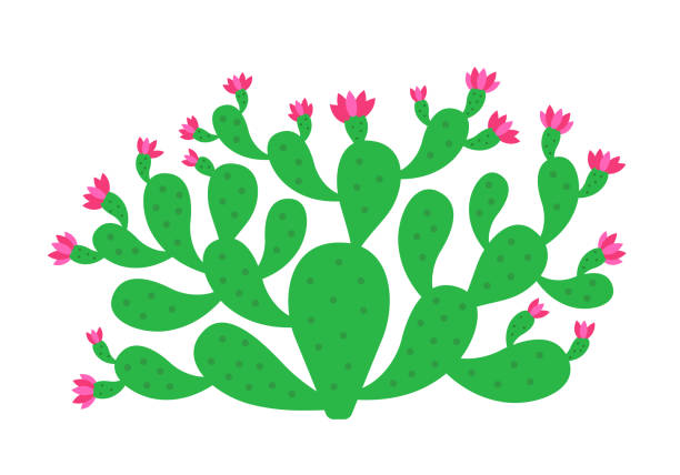 opuntia kaktus roślin. kolczasty krzew kwiat gruszki. - prickly pear fruit illustrations stock illustrations