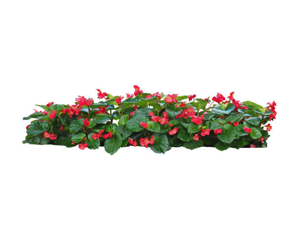 istock flower plant bush tree isolated include clipping path on white background 1183904411