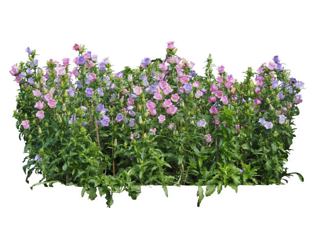 istock flower plant bush tree isolated include clipping path on white background 1183904489
