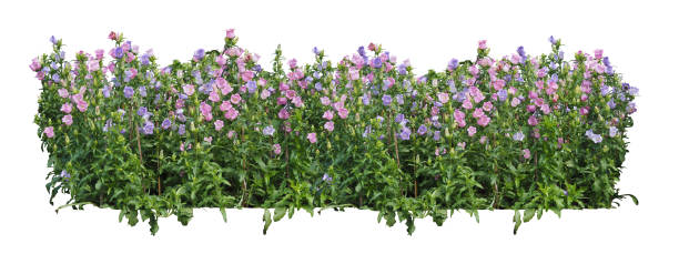 istock flower plant bush tree isolated include clipping path on white background 1183904535