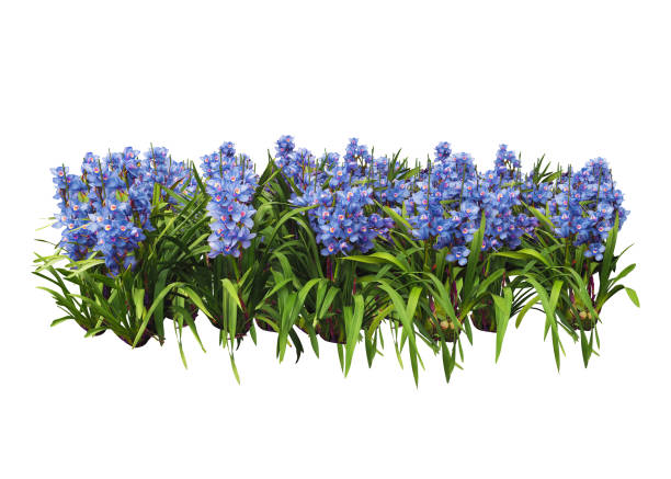 istock flower plant bush tree isolated include clipping path on white background 1183904631