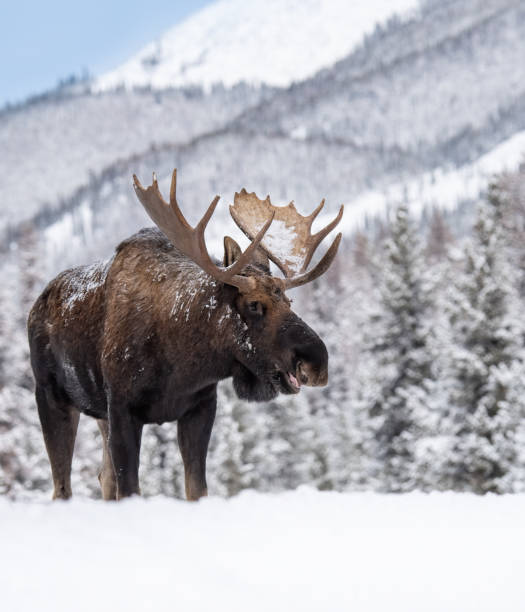 alce a jasper canada - canada moose winter snow foto e immagini stock