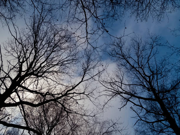 istock trees without leaves against the blue sky 1183905805