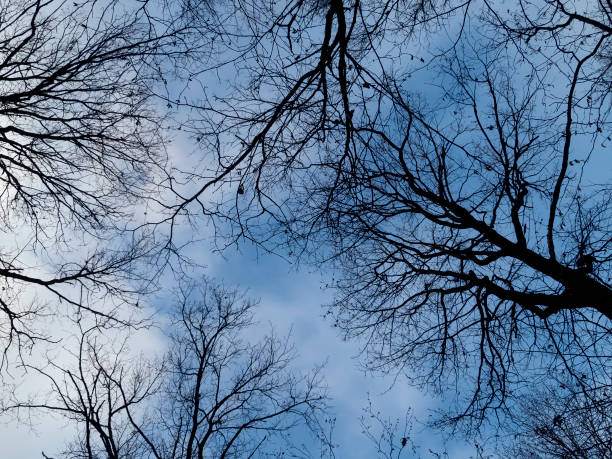 istock trees without leaves against the blue sky 1183905886