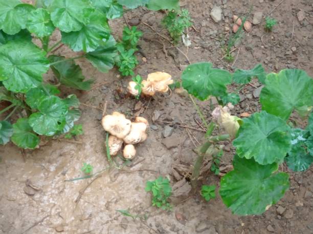 istock Honey Fungus 1183906067