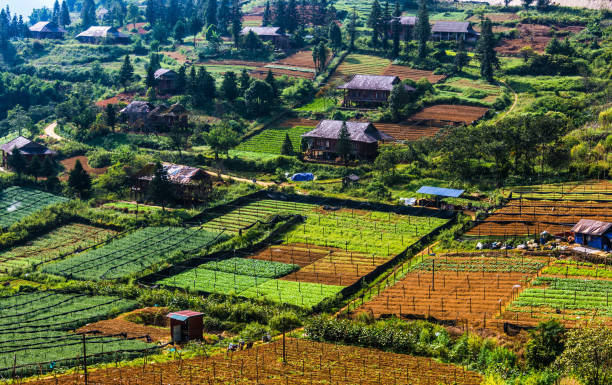 istock Small scale agriculture in Sapa, Vietnam 1183907986
