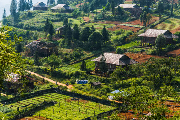 istock Small scale agriculture in Sapa, Vietnam 1183908009