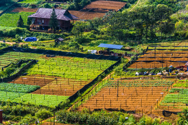 istock Small scale agriculture in Sapa, Vietnam 1183908033