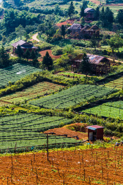 istock Small scale agriculture in Sapa, Vietnam 1183908122